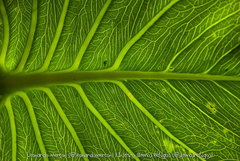 Montrichardia linifera