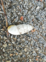 Brephulopsis