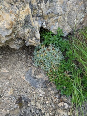 Arabis caucasica