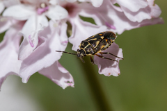 Eurydema lundbladi