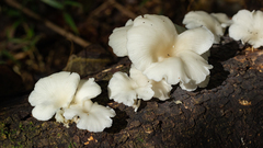 Pleurotus albidus