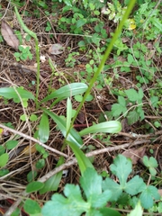 Platanthera unalascensis