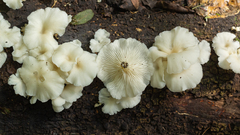 Pleurotus albidus
