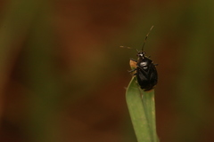 Deraeocoris ater