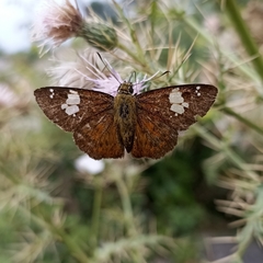 Pseudocoladenia dan fatih