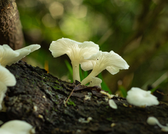 Pleurotus albidus