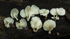 Pleurotus albidus