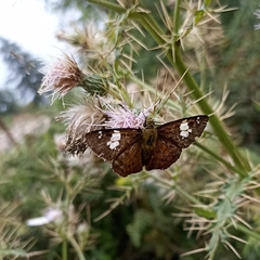 Pseudocoladenia dan fatih