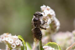 Andrena chalcogastra