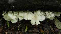 Pleurotus albidus