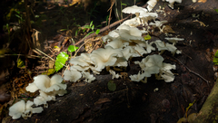 Pleurotus albidus