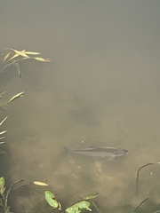 Notemigonus crysoleucas