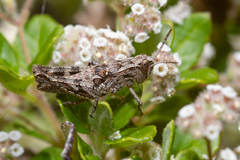 Calliptamus plebeius