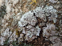 Parmelina pastillifera