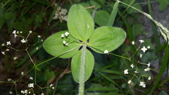 Galium scabrum