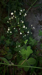 Galium scabrum