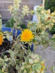 Carthamus tinctorius