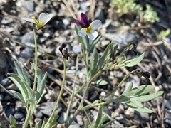 Viola hallii