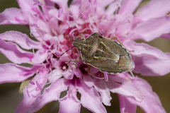 Eudolycoris alluaudi