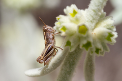 Calliptamus plebeius