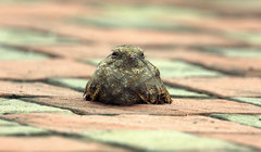 Caprimulgus affinis stictomus