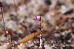 Utricularia minutissima