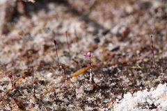 Utricularia minutissima