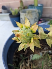 Carthamus tinctorius