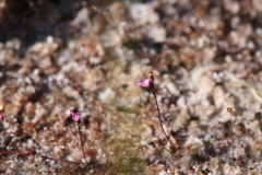 Utricularia minutissima