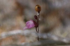 Utricularia minutissima