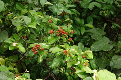 Tetracera indica