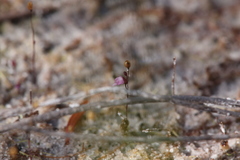 Utricularia minutissima