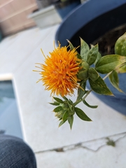 Carthamus tinctorius