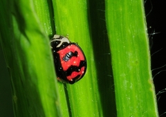 Cheilomenes sexmaculata