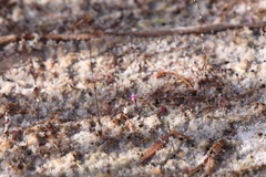 Utricularia minutissima