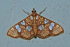 Glyphodes canthusalis