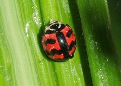 Cheilomenes sexmaculata