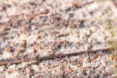 Utricularia minutissima