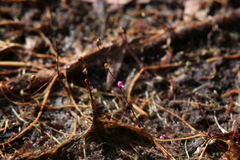 Utricularia minutissima