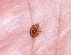 Cheilomenes sexmaculata