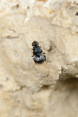 Eupachygaster tarsalis