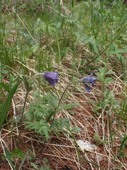 Pulsatilla ambigua