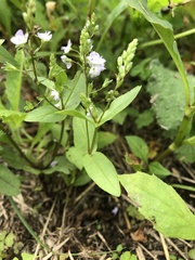 Veronica catenata