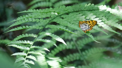 Epobeidia tigrata maxima