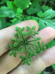 Thaspium barbinode