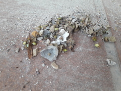 Sceliphron caementarium