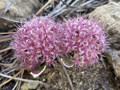 Allium hoffmanii