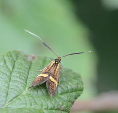 Nemophora degeerella