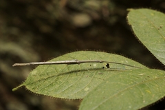 Singaporoidea meneptolemus
