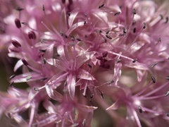 Allium hoffmanii